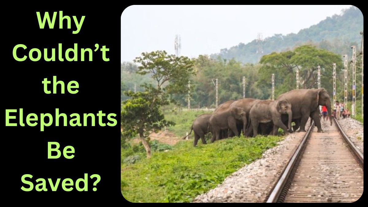 Rajdhani Express Hits Elephant Herd in Assam: Why Aren't High-Tech AI Systems Saving Our Wildlife?