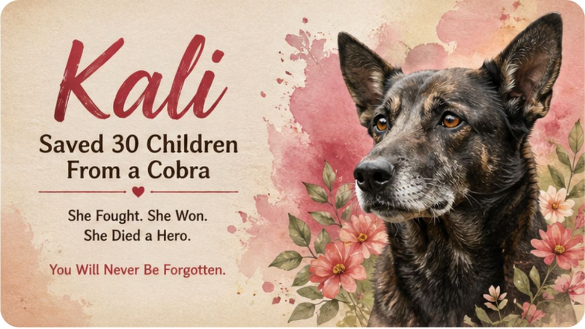 Kali Saved 30 Children from a Cobra and Asked for Nothing. Not Even a Name.